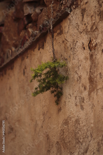 samotna  roślina  wyrosła  na  murze  między  cegłami  