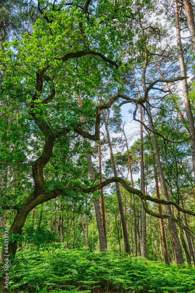 Obraz premium Knorriger Baum im Diersfordter Wald