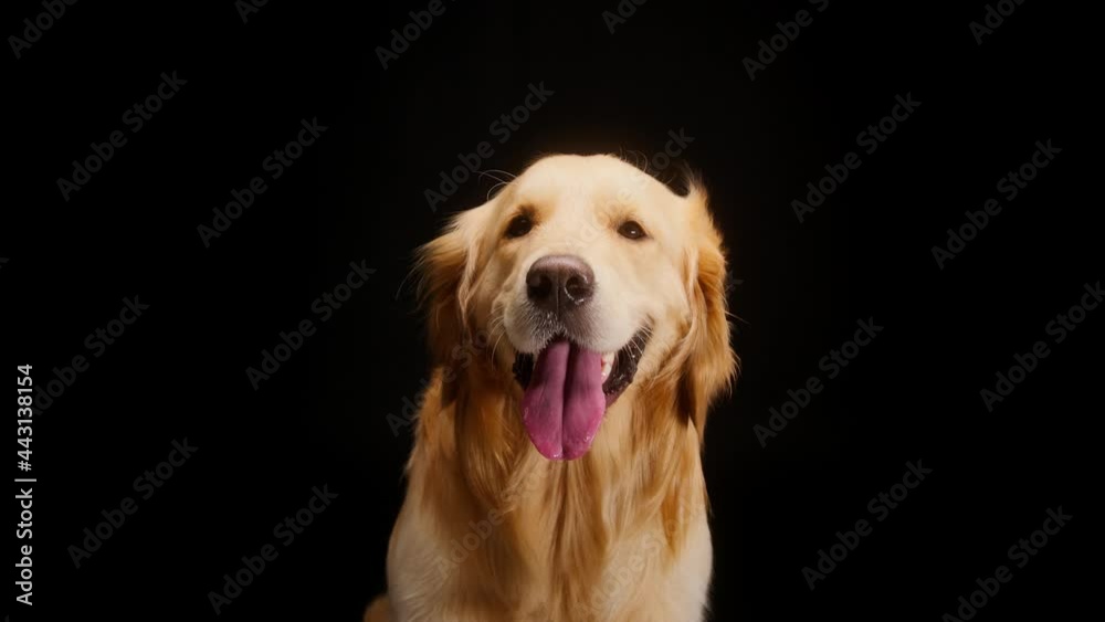 Golden retriever on black background, sitting under the fan, gold labrador dog breathing with open mouth and tongue out close up. Shooting domestic pet in studio. Golden retriever on black background, sitting under the fan, gold labrador dog breathing with open mouth and tongue out close up. Shooting domestic pet in studio.