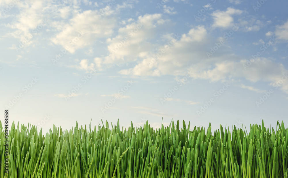 Close up of fresh grass over blue sky background with copy space Close up of fresh grass over blue sky background with copy space