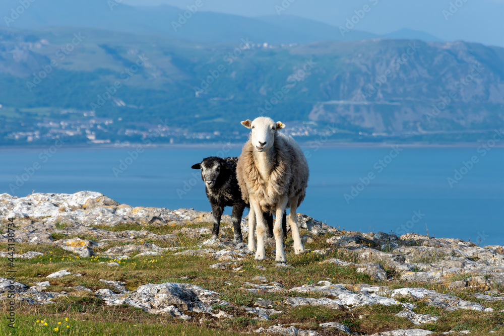 Great Orme sheep Wales. TDK are written in 'English' 