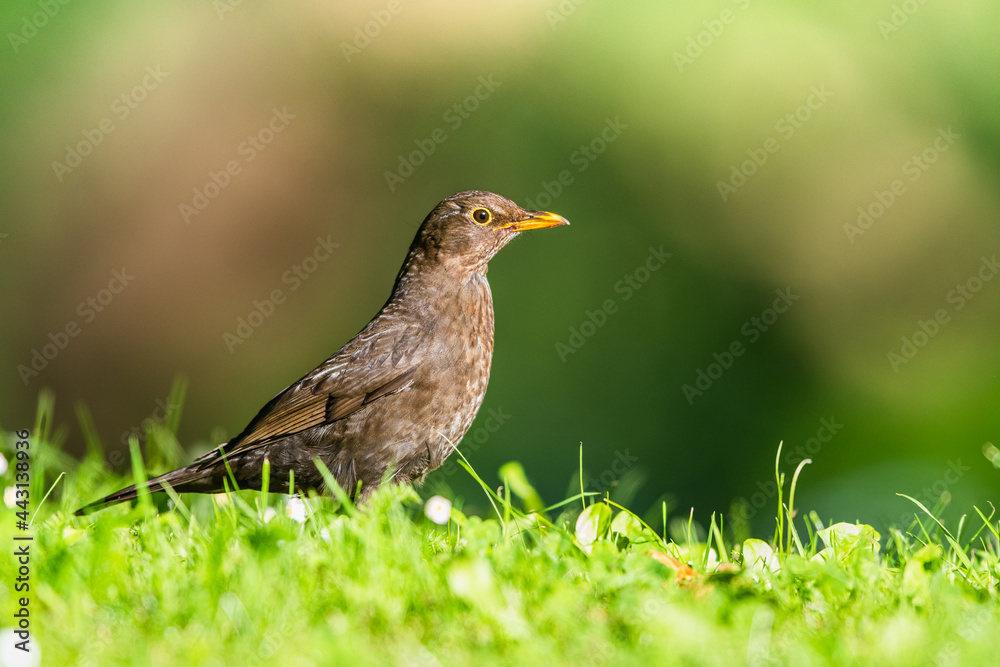 Female of Blackbird, Turdus merula on a grass Female of Blackbird, Turdus merula on a grass