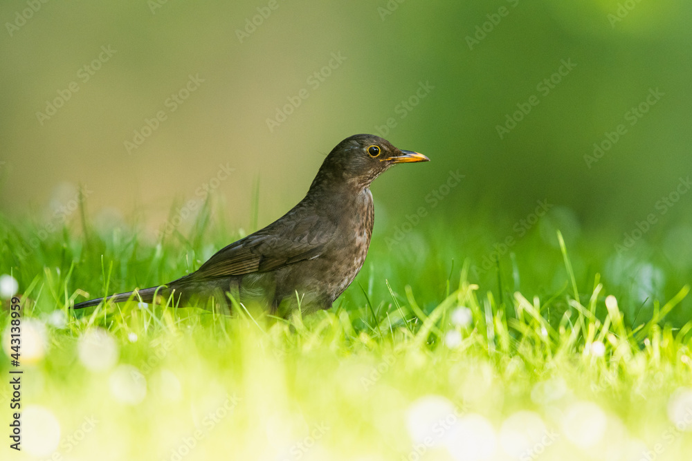 Female of Blackbird, Turdus merula on a grass Female of Blackbird, Turdus merula on a grass