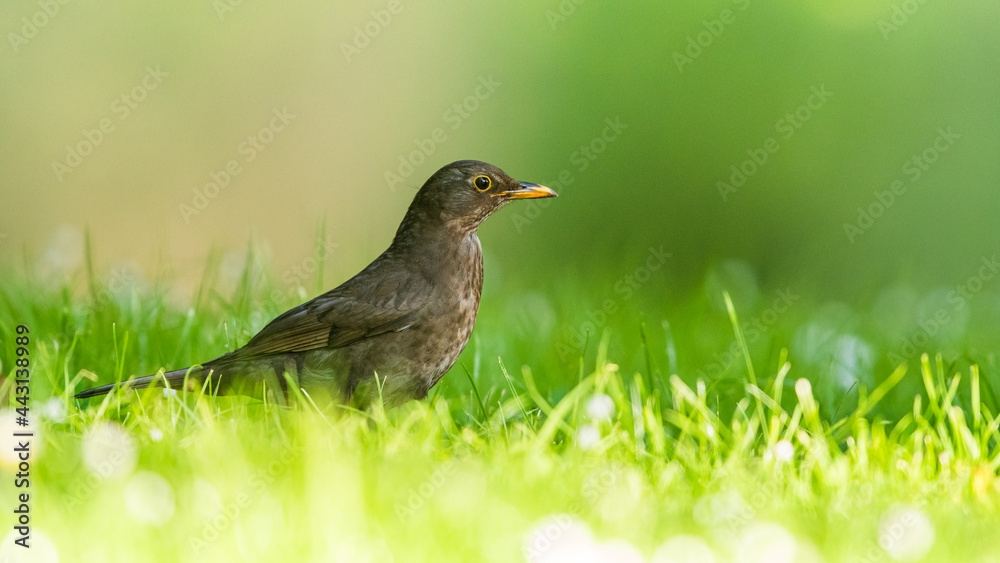 Female of Blackbird, Turdus merula on a grass Female of Blackbird, Turdus merula on a grass