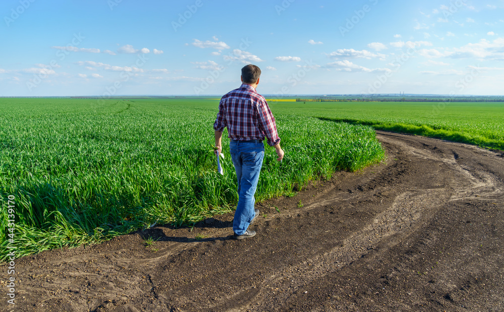 a man as a farmer walking along the field, dressed in a plaid shirt and jeans, checks and inspects young sprouts crops of wheat, barley or rye, or other cereals, a concept of agriculture and agronomy a man as a farmer walking along the field, dressed in a plaid shirt and jeans, checks and inspects young sprouts crops of wheat, barley or rye, or other cereals, a concept of agriculture and agronomy