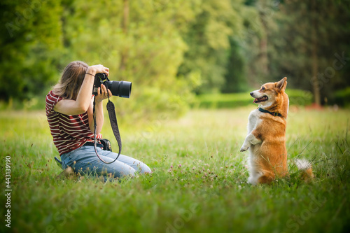 Wall Mural Young woman making a photo of welsh corgi pembroke dogs with a professional dslr