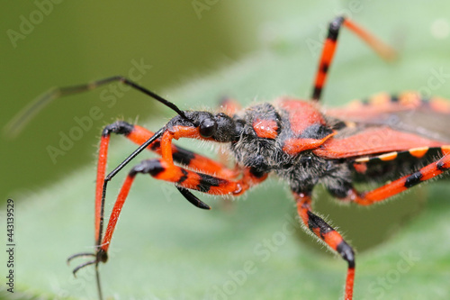 Detail of the head of a Rhynocoris iracundus