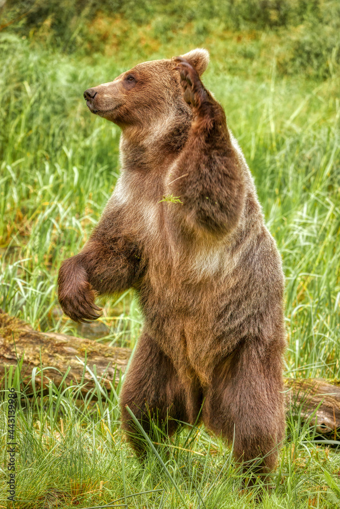 Dancing Queen: a grizzly bear standing on its hind legs swatting waving a paw. Dancing Queen: a grizzly bear standing on its hind legs swatting waving a paw.