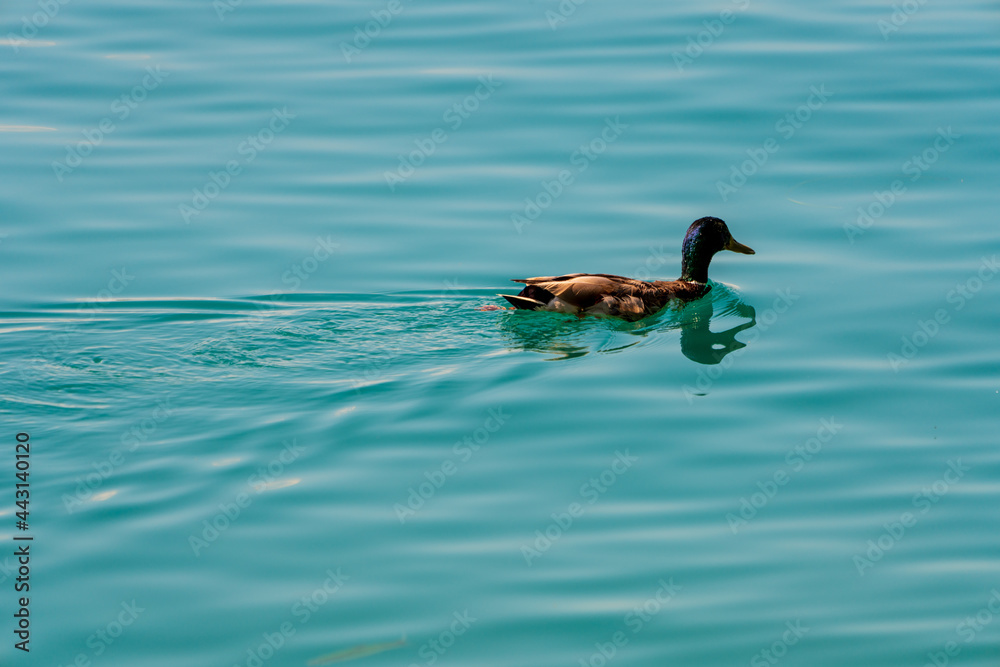 Stockente mit blaugrünem Wasser am Attersee Stockente mit blaugrünem Wasser am Attersee