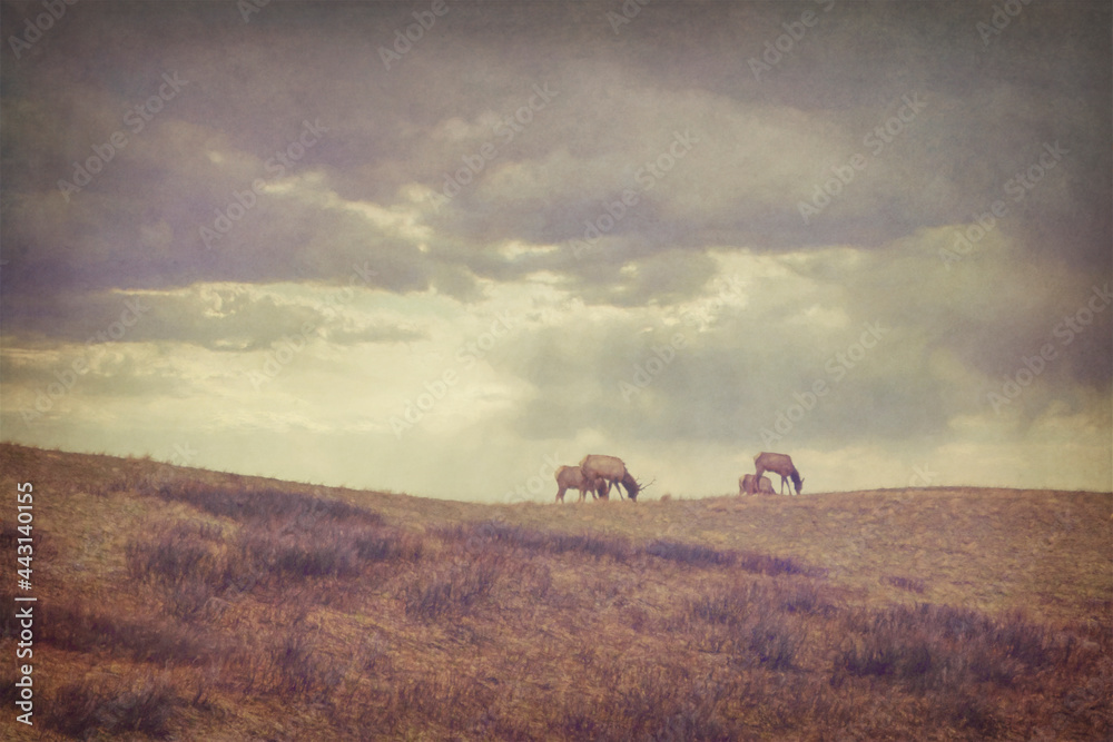 Obraz premium Windy Ridge: a painterly image of elk grazing on the top of a ridge with a cloudy sky. 