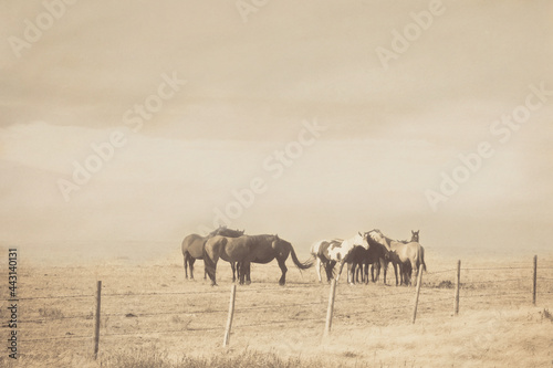 Εκτύπωση καμβά The Herd: monotone photograph of a herd of horses behind a barbed wire fence
