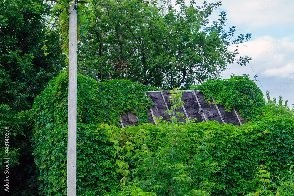 Abandoned wooden structure covered with green plants. Abandoned wooden structure covered with green plants.