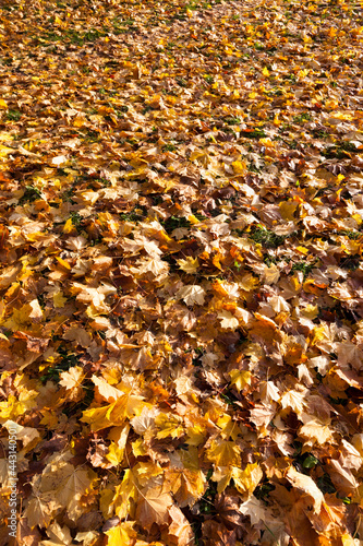 fallen to the ground foliage of deciduous trees