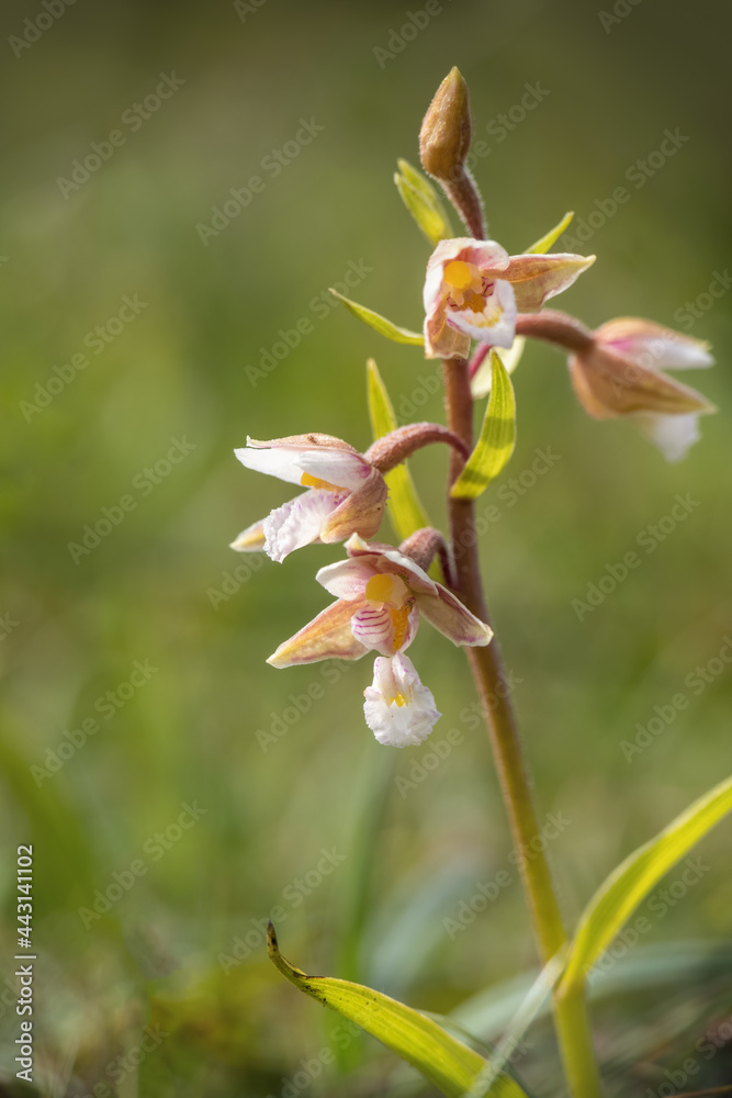 Marsh Helleborine, Epipactis palustris. Devon, UK. Marsh Helleborine, Epipactis palustris. Devon, UK.