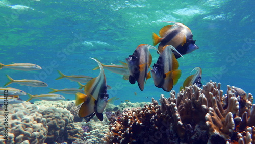 Butterfly fish. Red Sea kabuba - this fish grows up to 20 cm, feeds on zooplankton. photo