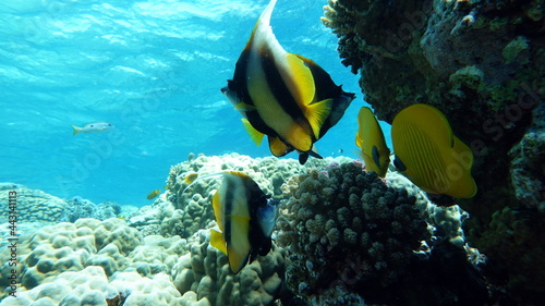 Butterfly fish. Red Sea kabuba - this fish grows up to 20 cm, feeds on zooplankton.
