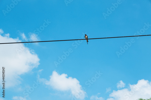  single swallow sits on a telephone line and the sky is blue