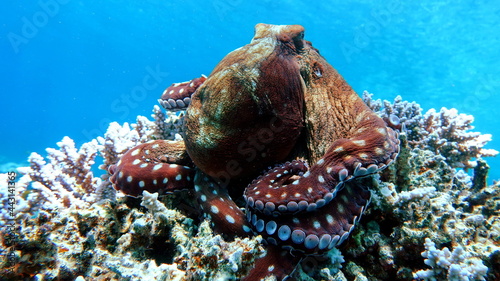 Octopus. Big Blue Octopus on the Red Sea Reefs. © Vitalii6447