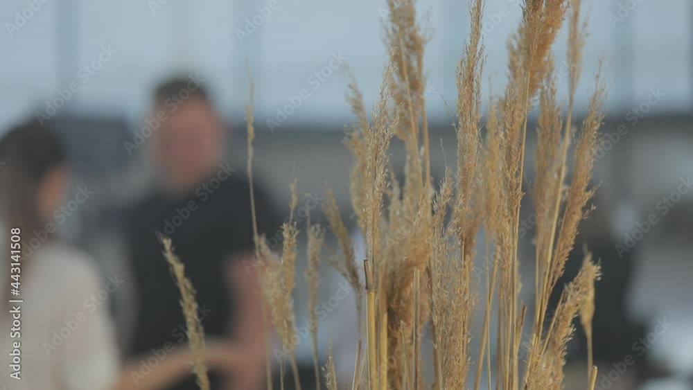 Ecological party, reeds, people in the background