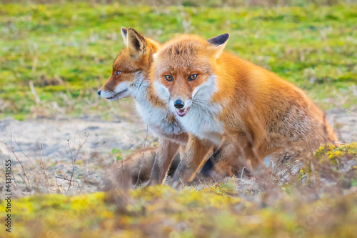 Two wild red foxes, vulpes vulpes, fighting © Sander Meertins