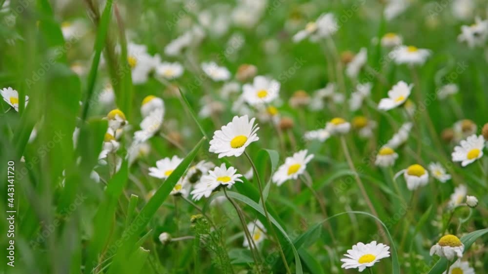 White daisy flowers field meadow in sunset lights. Field of white daisies in the wind swaying close up. Concept: nature, flowers, spring, biology, fauna, environment, ecosystem