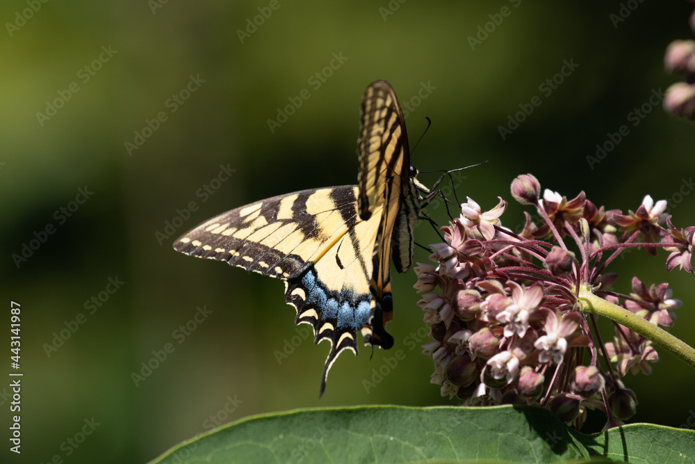 An Eastern Tiger Swallowtail Butterfly Papilio Glaucus Feeds On