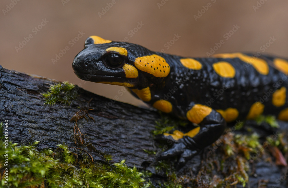 Obraz premium Feuersalamander - Salamandra salamandra terrestris - Fire salamander