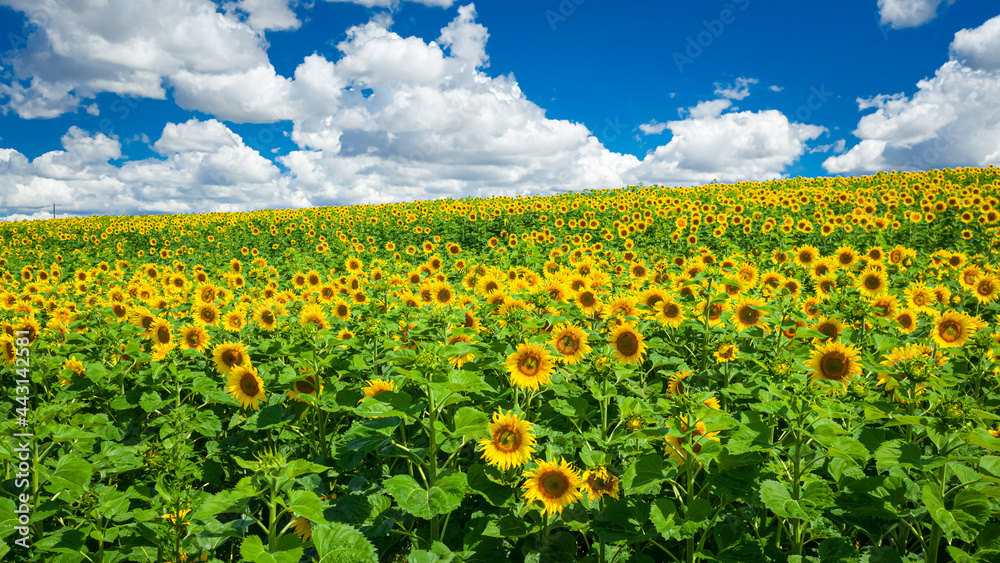 Agriculture in countryside in Poland. Blooming sunflower field.