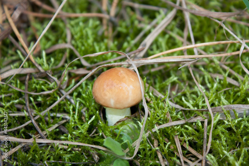 Forest mushroom suillus