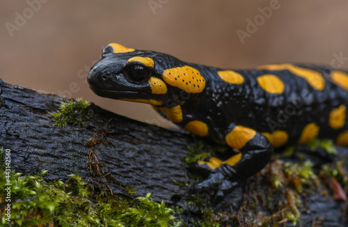 Feuersalamander - Salamandra salamandra terrestris - Fire salamander © Sandra