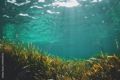 Underwater photograph of posidonia oceanica sea grass and rocks. photo