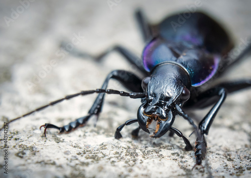 Violet Beetle