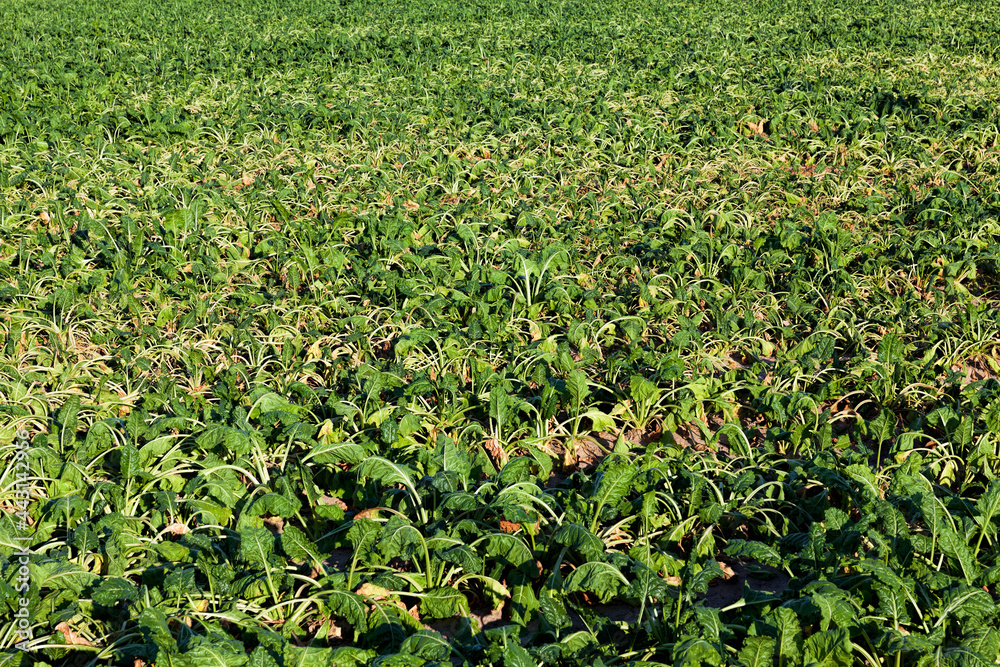 green sluggish beets grow green sluggish beets grow