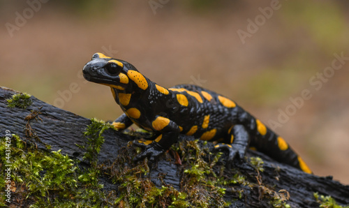 Feuersalamander - Salamandra salamandra terrestris - Fire salamander