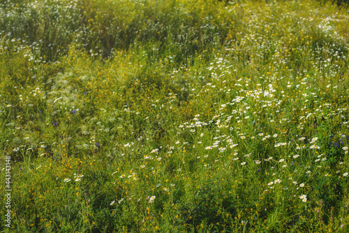 Fototapeta Naklejka Na Ścianę i Meble -  green wild flowering meadow in summer. Field background.