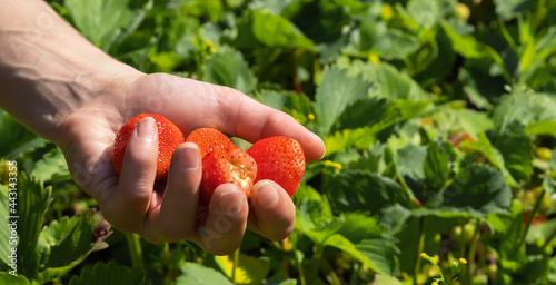 Female hand holds a handful of juicy ripe red strawberries