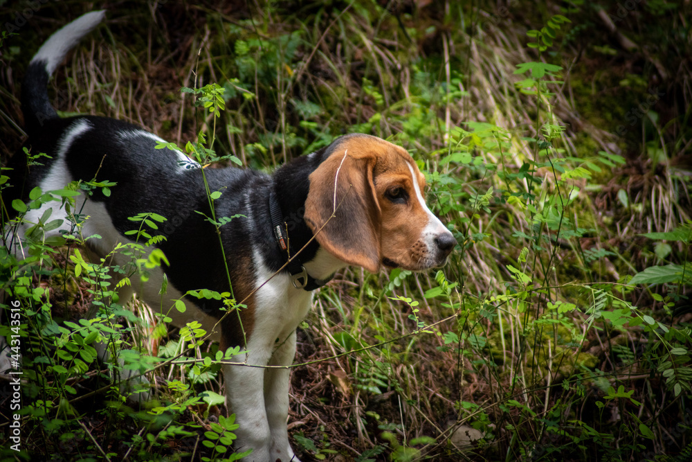 beagle in the grass