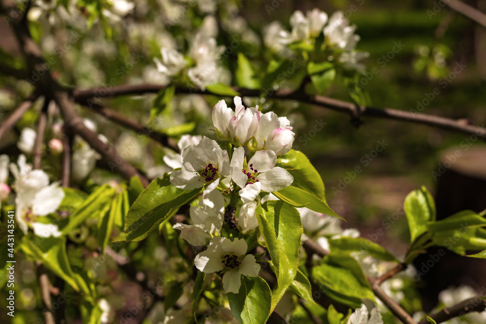 Blooming apple cherry tree branch with pink and white flowers on natural dark green blurred background. Spring time card. Copy space Blooming apple cherry tree branch with pink and white flowers on natural dark green blurred background. Spring time card. Copy space