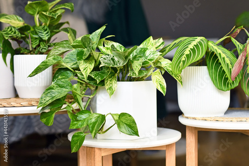 Various houseplants like 'Marble Queen' pothos or prayer plant in flower pots on side tables photo