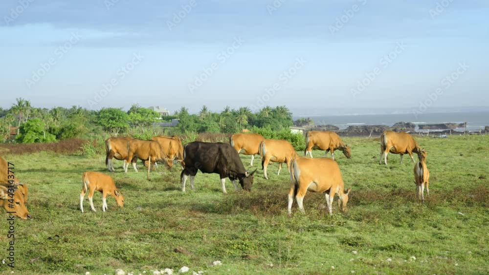 Golden cattle on a green field under blue sky. Brown and black cows and calves eating nutritious grass on a summer meadow. Peaceful idyllic life of cows at country farm. Summertime days in the country Golden cattle on a green field under blue sky. Brown and black cows and calves eating nutritious grass on a summer meadow. Peaceful idyllic life of cows at country farm. Summertime days in the country