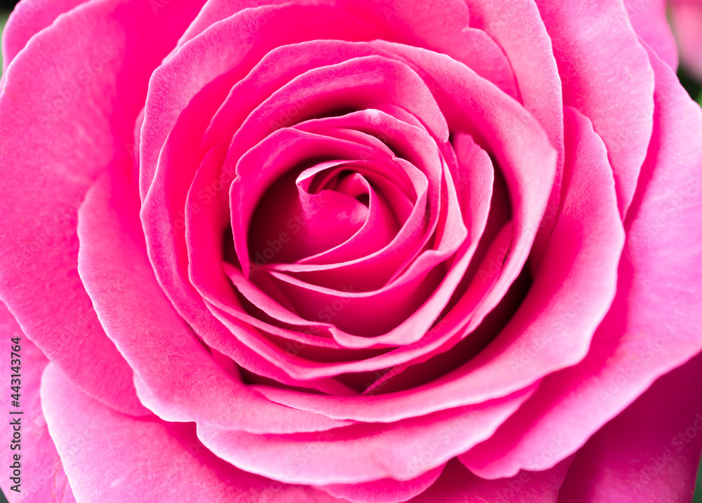 Closeup beautiful pink rose petals bloom in the botanical garden, natural blossom in spring. Bouquet floral freshness, symbol of love, Valentine and anniversary. Depth of field, abstract background. Closeup beautiful pink rose petals bloom in the botanical garden, natural blossom in spring. Bouquet floral freshness, symbol of love, Valentine and anniversary. Depth of field, abstract background.