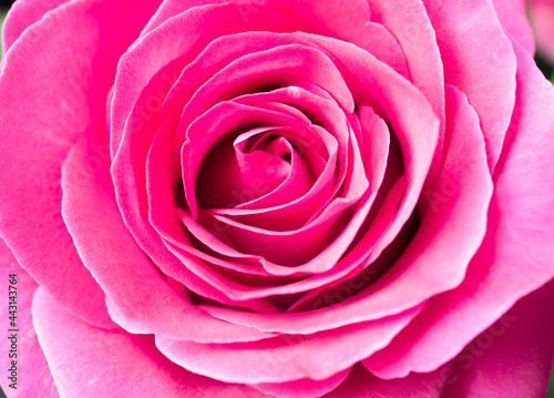 Closeup beautiful pink rose petals bloom in the botanical garden  natural blossom in spring. Bouquet floral freshness  symbol of love  Valentine and anniversary. Depth of field  abstract background.