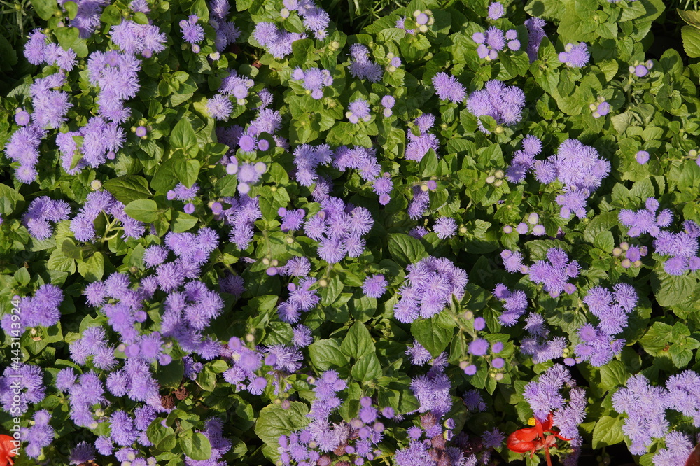 Naklejka premium flowers in the garden