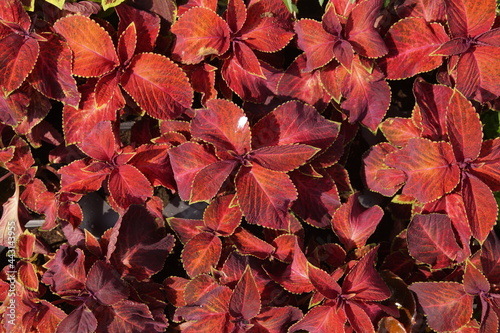 red leaves background