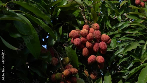 Lychee fruit on the tree ready for picking photo