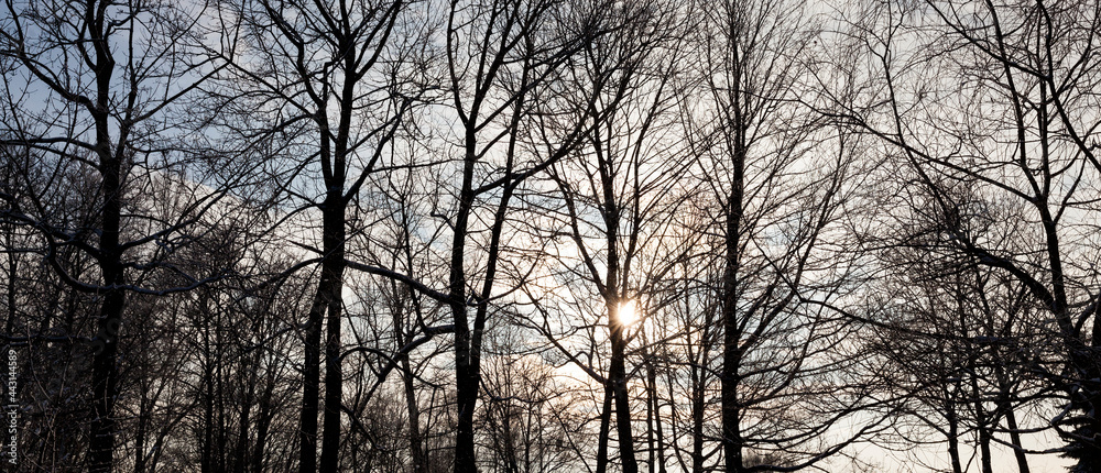 frosty winter after snowfall with bare deciduous trees frosty winter after snowfall with bare deciduous trees