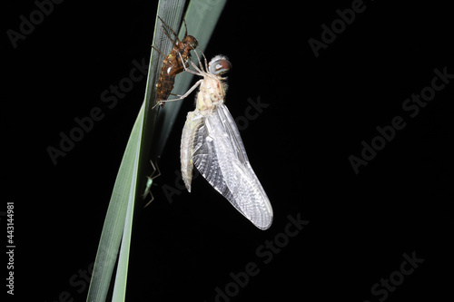 A teneral Blue Dasher (Pachydiplax longipennis) Dragonfly clings to its old exoskeleton.  It has just crawled out of a pond and metamorphosed out of its larval form. It will soon acquire adult color.  photo