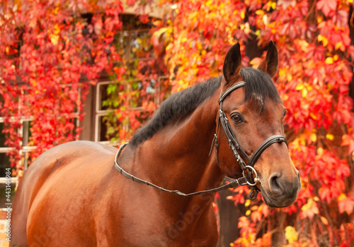 portrait of beautiful bay Trakehner breed stallion posing against stable building with red leaves bush. autumn time