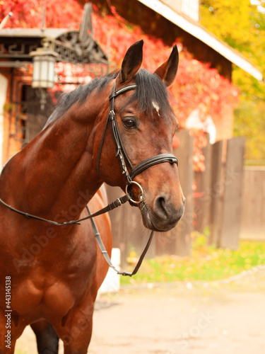 portrait of beautiful  bay Trakehner  breed stallion posing against stable building with red leaves bush. autumn time © anakondasp
