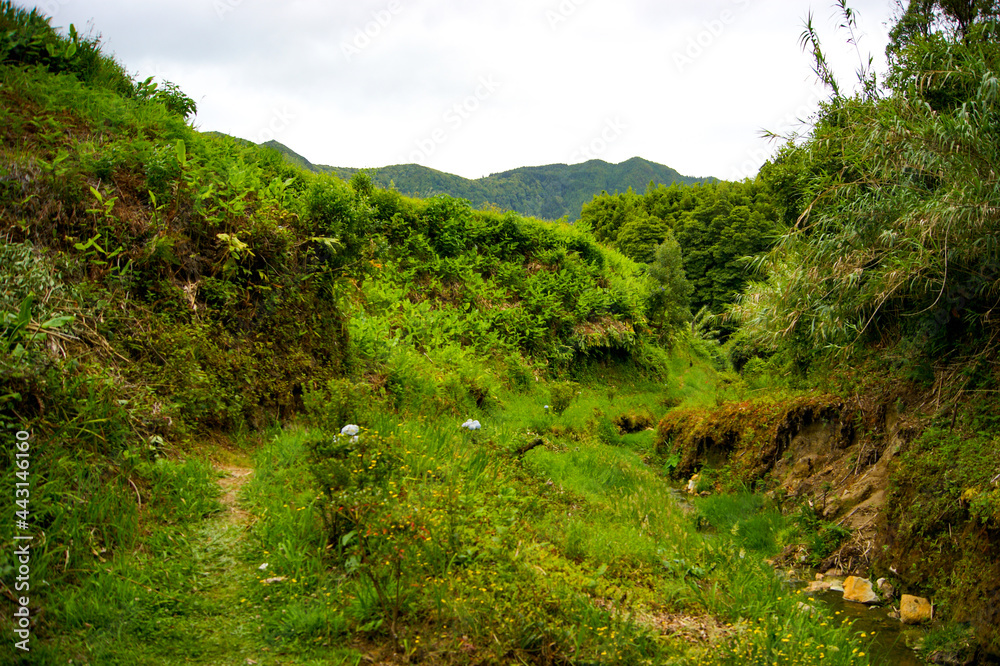 Fototapeta premium Vegetation in a rural area of Sao Miguel island, Azores.